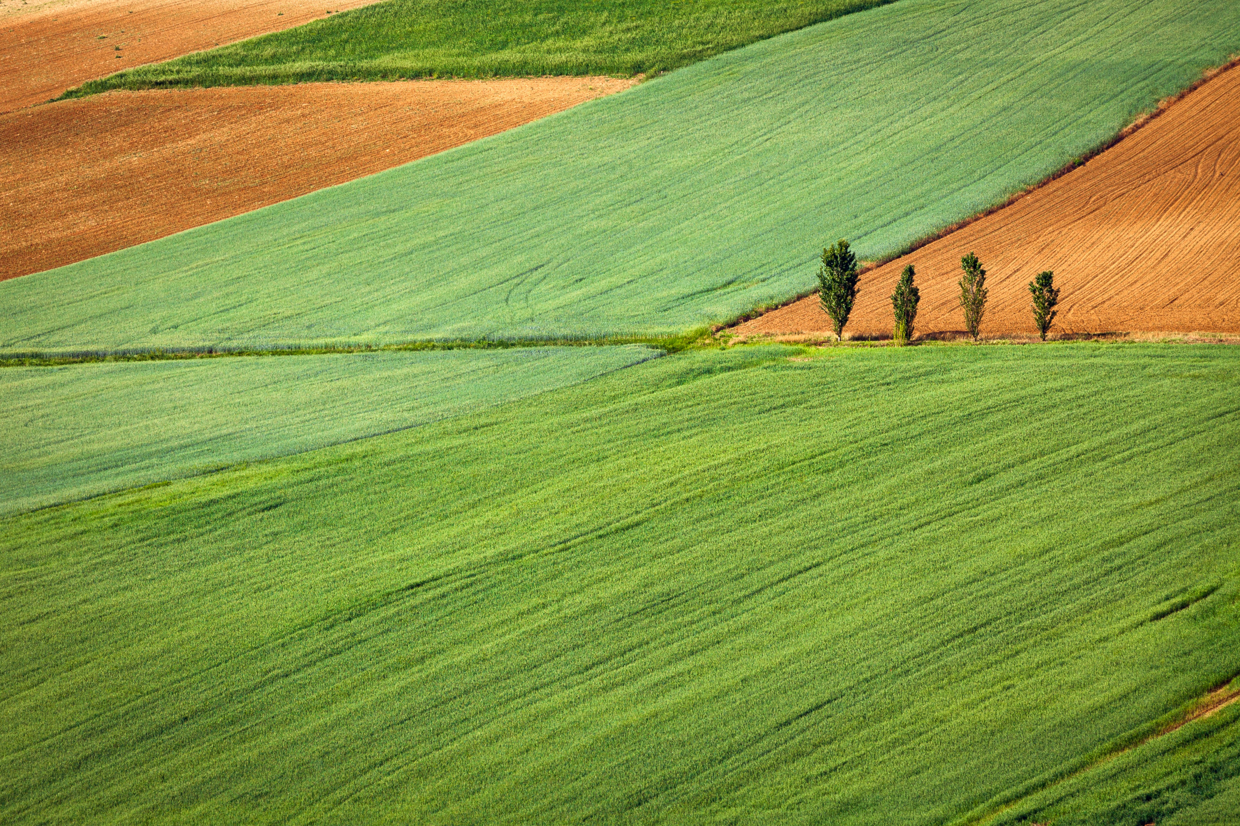 green grass field at daytime